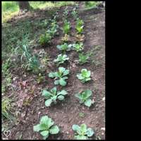 Cabbage_patch_1