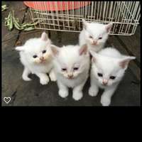 4_white_kittens