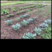 Cabbage_patch