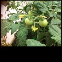 Green_house_tomatoes