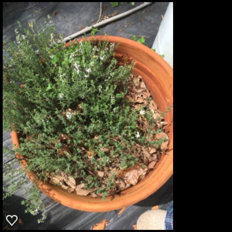 Thyme